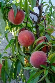 We did not find results for: Buy Peach Trees Raintree Nursery