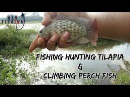 Fishing Hunting Tilapia Climbing Perch Fish Ikan Nila Dan Betok Ikan Tilapia