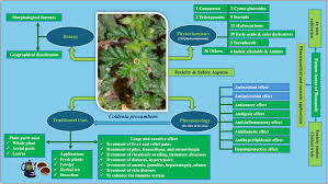 Image result for Coldenia procumbens