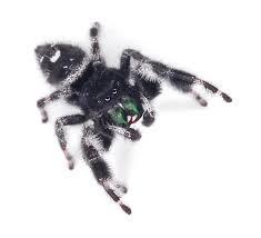 Image result for bold jumping spider