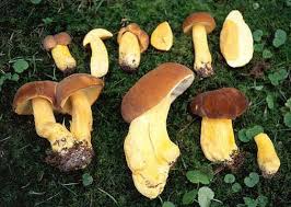 Image result for Boletus variipes