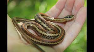 The northwestern garter snake (thamnophis ordinoides) are another west coast specialty with a presence in washington, oregon and california. Northwestern Garter Snake Reptiles Of Bc Youtube