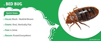 bugs that look like bed bugs pestradar