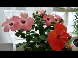 Feed every 4 weeks during the growing season, reducing it in late fall and winter. Tips On Hibiscus House Plant Care Placing Watering Pests Fertizing Pruning Soil And Repotting Youtube
