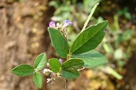 Image result for Teramnus repens