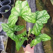 Image result for Cercestis