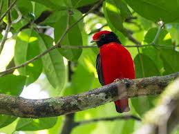 Small Black Bird With Red Neck Pin On Cotinga Bird