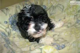 Smaller breeds can be a challenge to housebreak, compared to the bigger breeds. The Best Parrots In The World Cavapoo Puppies For Sale In Nj