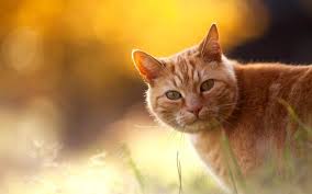 Ginger Cat Wallpaper Google Zoeken Fluffy Cat Breeds Cats Ginger Cats