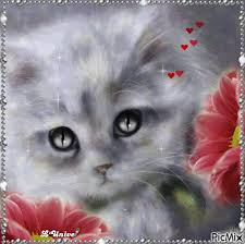 chat gris - GIF animé gratuit - PicMix