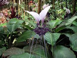 Black Bat Flower Poisonous To Cats Best Flower Wallpaper