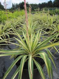 Maybe you would like to learn more about one of these? Garten Palmlilie Golden Sword Yucca Flaccida Golden Sword