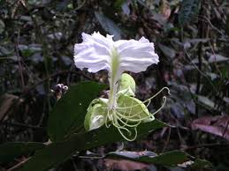 Image result for Berlinia