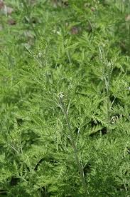 Image result for Artemisia afra