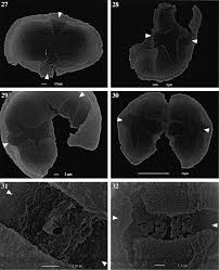 Image result for Pentas schumanniana