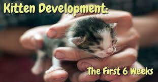 Depth perception is developing, and sense of smell is fully functional.they are walking with less stumbling. Kitten Development The First 6 Weeks Playful Kitty Newborn Kittens Raising Kittens Kitten Care Newborn