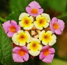 Meanwhile Back At The Pentagon Lantana Flower Flower Show Pretty Flowers