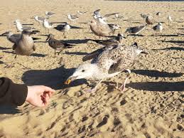 Image result for seagull