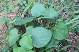 Image result for Stephania abyssinica