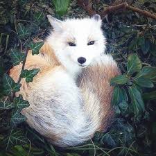 Don T You Dare Interrupt My Beauty Sleep Cute Animal Earth Animals Wild Animals Beautiful Animals