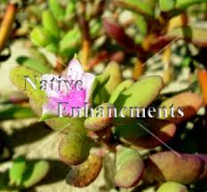 Image result for Sesuvium portulacastrum
