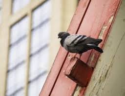 Fly Away Birdies How To Get Rid Of Birds On Your Roof Bird Control Bird Repellents Insect Control