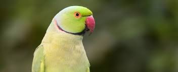 Barnardi as well as with the port lincoln parrot (barnardius zonarius) in flinders ranges; Choosing A Ringneck Parakeet