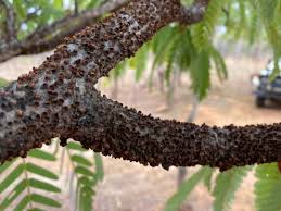 Image result for Pilostyles