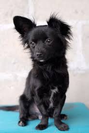 Adopt Angelo On Petfinder Black Chihuahua Papillon Dog Papillon Dog Puppy