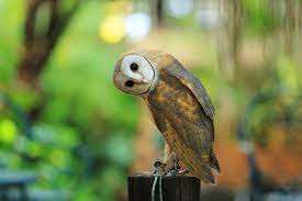 Burung hantu lucu dengan mata besar gambar unduh gratis grafik. Unik Petani Demak Basmi Tikus Andalkan Burung Hantu