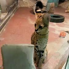 東京新聞の チョウカンヌ さんが豊橋市に のんほいパークとか色々案内してきたよ 豊橋ブログ とよはしmap サーバルキャット サーバル 豊橋