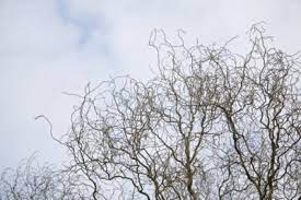 Where To Plant Curly Willow Learn How To Grow Corkscrew Willow Trees