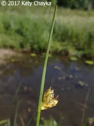 Image result for Schoenoplectus sp.no.3