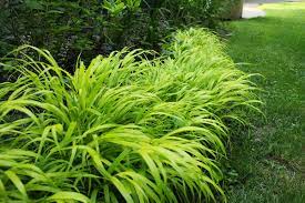 We did not find results for: Plant To Know Hakonechloa The Impatient Gardener