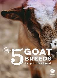 With these simple dental care tips, you can help keep your canine's. Top 5 Pet Goat Breeds For Your Backyard Pet Goat Breeds Goats