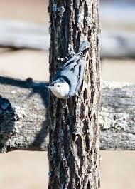 Backyard Birds Of North Georgia White Breasted Nuthatch In North Georgia Nuthatch Beautiful Birds Backyard Birds