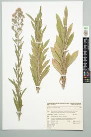 Image result for Erigeron sumatrensis