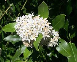 Image result for Acokanthera oblongifolia