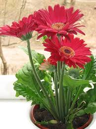 The 8 Best Low Light And Low Maintenance Office Plants Gerbera Plant Gerbera Daisy Care Gerbera Daisy