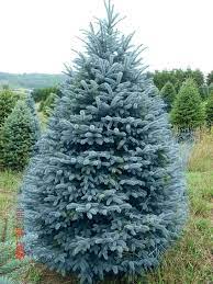 Some of the technologies we use are necessary for critical functions like security and site integrity, account authentication, security and privacy preferences, internal site. Pin By Michael Ford On Plant Life Blue Spruce Tree Colorado Blue Spruce Spruce Christmas Tree