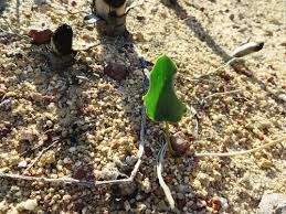 Image result for Eriospermum