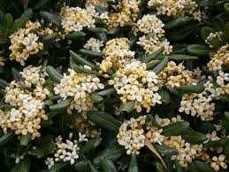 Il caprioglio ha una fioritura che dà il meglio di sé a ottobre, con fiori profumatissimi di colore rosso e foglie dal verde brillante. 7 Arbusti Resistenti A Vento E Salsedine Community