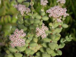 Image result for Crassula alsinoides