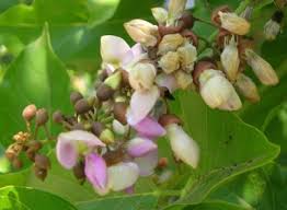 Image result for Millettia stuhlmannii