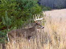 Brian deer wallpapersdeer wallpaperwhitetail deer wallpaper. Whitetail Deer Wallpaper 3 Whitetail Hunting Hunting Whitetail Deer