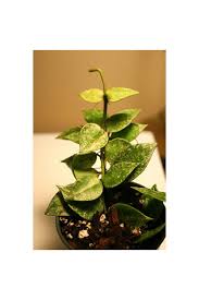 Галерея » hoya lacunosa » hoya lacunosa 'heart shape leaf' #434 asiaticanursery. Hoya Krohniana Eskimo