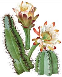 A cactus (plural cacti, cactuses, or less commonly, cactus) is a member of the plant family cactaceae, a family comprising about 127 genera with some 1750 known species of the order. Plant Defense Mechanisms Boundless Biology
