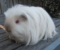 Call or text at located in. Pin On Guinea Pig Breeds