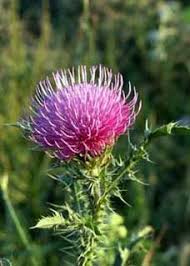 Richard Whelan Medical Herbalist Herbs A Z Milk Thistle Seed Milk Thistle Thistle Seed