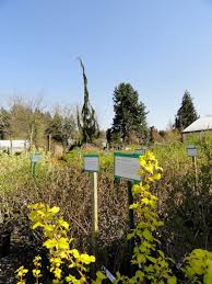 105 alliance nursing jobs available in woodinville, wa on indeed.com. Spring Is Here Time To Hit The Nurseries Woodinville Wa Patch